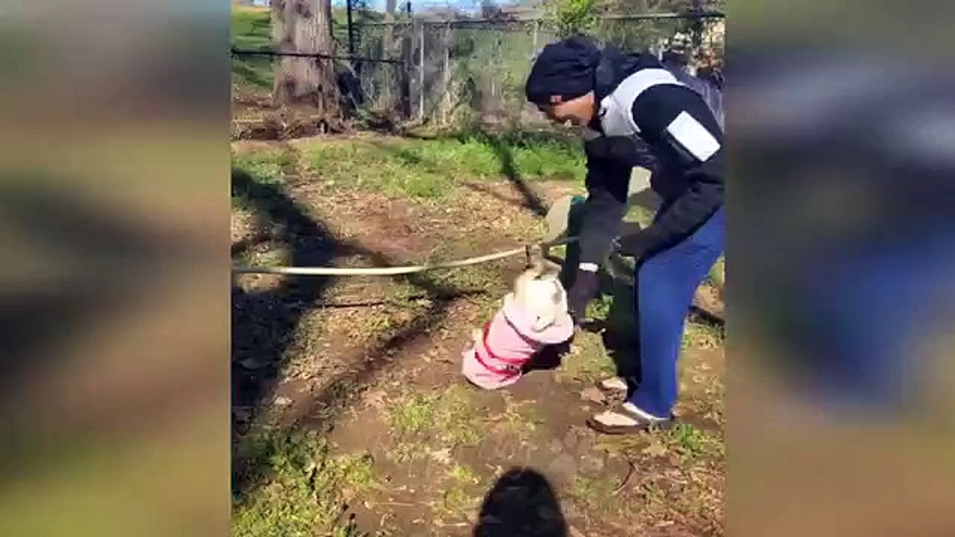 Funny animals - Funny cats / dogs - Funny animal videos