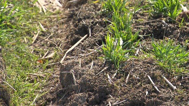 건강한 흙이 탄소 포집도 잘해요 ...탄소 중립 위한 흙 살리기 / YTN