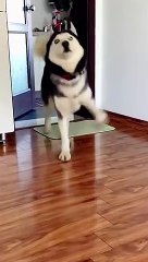 The dogs came with their little strides #funny #dog #dogsoftiktok #video #foryou