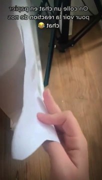 cat#cat #pets #cat #dog #pet #animal #funny #funnyvideo