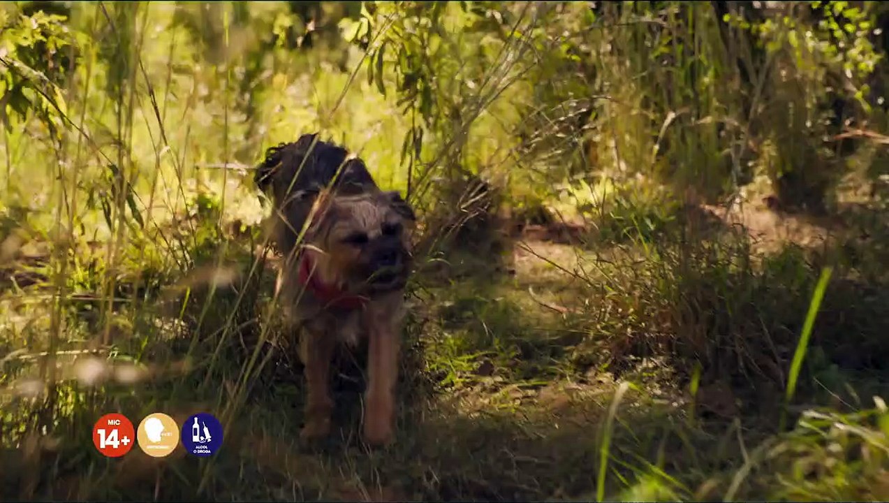 Strays Bande-annonce (IT)