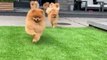 So many puppies  #funny #funnyvideos #fy #fyp #fyp #foryou #foryoupage #dog #dogsoftiktok #doglover #puppy #cute