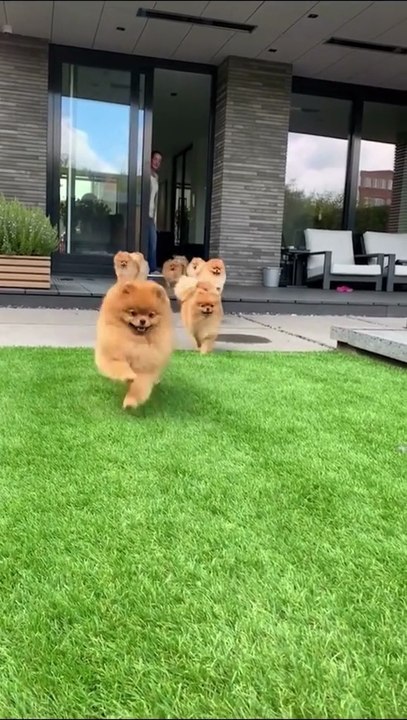 So many puppies  #funny #funnyvideos #fy #fyp #fyp #foryou #foryoupage #dog #dogsoftiktok #doglover #puppy #cute