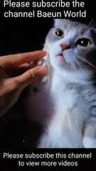 Work pets festival in Russia