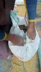 Gandum ki jagah logon Ko zahar khilaya ja raha hai Shame on you  important government  .