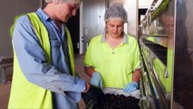 Black garlic ferments the minds of chefs and consumers