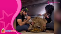 Viral! Warga Dubai Ini Bukber Bareng Singa, Santai Nikmati Makanan