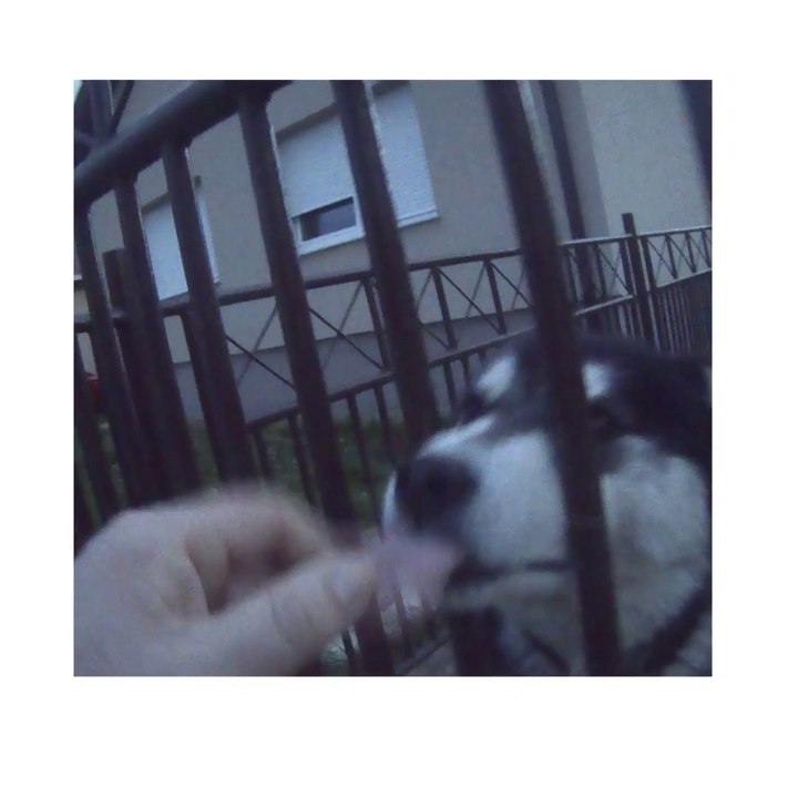 THIS DOG LIKE ME