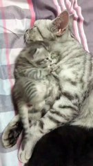 Cute baby cat and cat mom sleep video heart touching moments