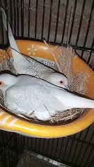 Diamond Dove Two Baby Chicks