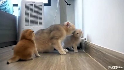 The way the mother cat loves her kitten is very strongly