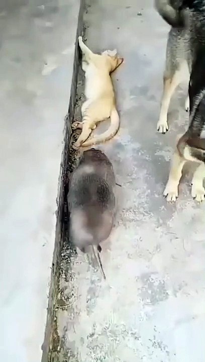 Very funny kitten video