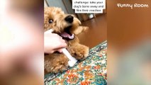 Funny dog actions to laugh all day long