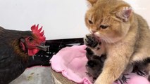 The hen watched in amazement as the kitten hugged the chick tightly to sleep.  cute and funny animal