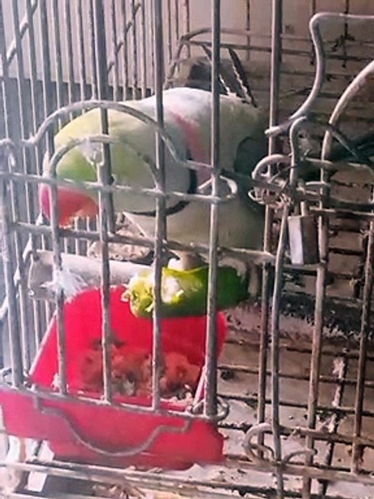 My Parrot