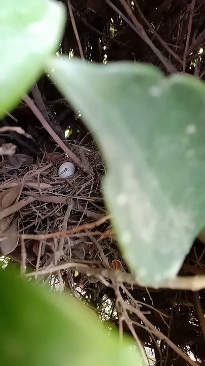 diamond dove nest and egg - video Dailymotion