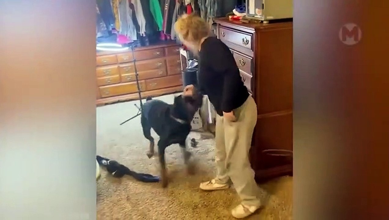Hero Animals Saving Humans Caught On Camera