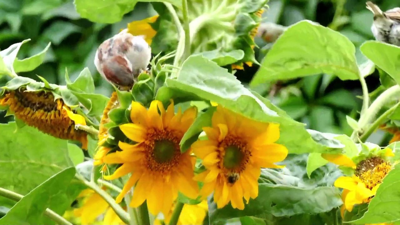 Jannat Mein Aurat Bachche Ko Kaise Paida Karegi- Mardon Ko Hoor To Aurton Ko Kya Milega