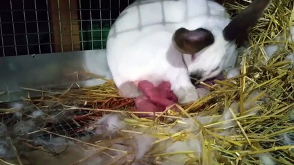 Rabbit birth of 18 baby bunnies