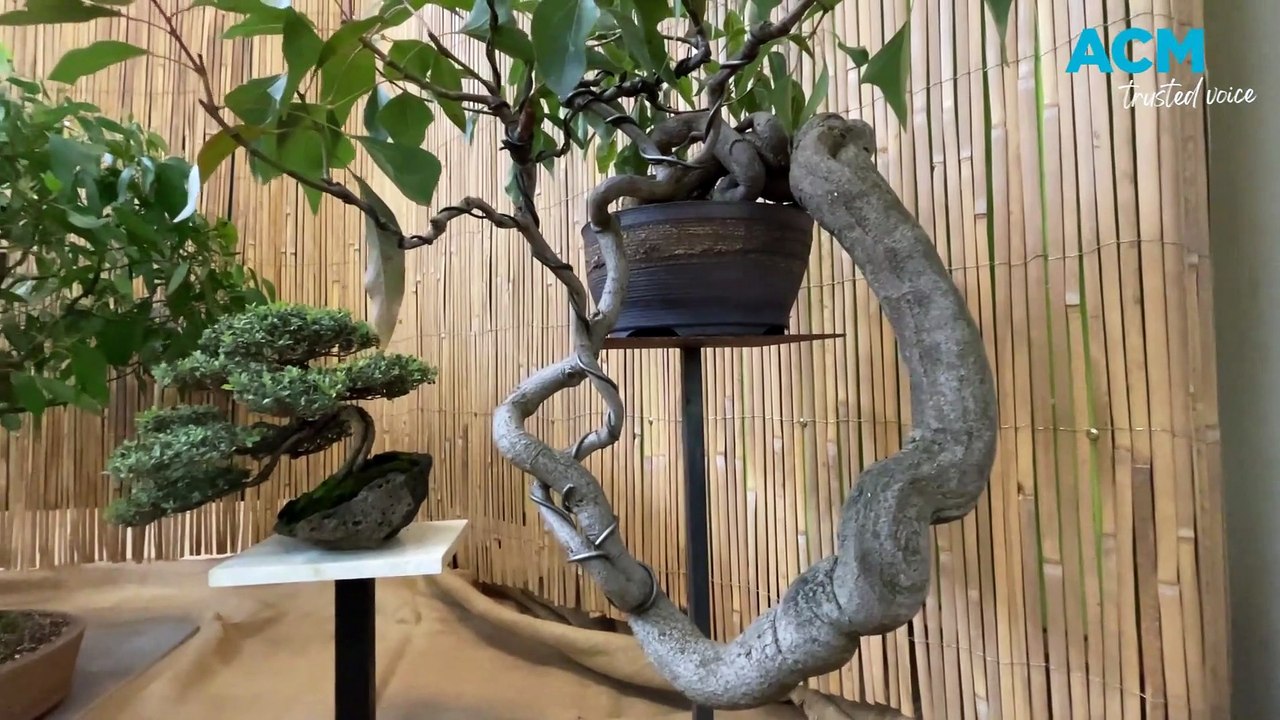 Bendigo Bonsai Club Easter display | Bendigo Advertiser | April 8, 2023