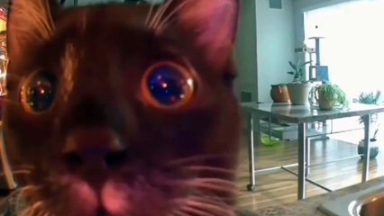 Funniest Animals 2023 | Funny Cats And Dogs 2023 | Funny Cats And Dogs