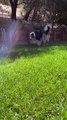 Zooming Puppy Runs Circles Around Big Friend