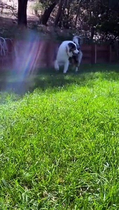 Zooming Puppy Runs Circles Around Big Friend