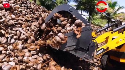 You Won't Believe How Coconut is Produced And What is Made Using Coconut