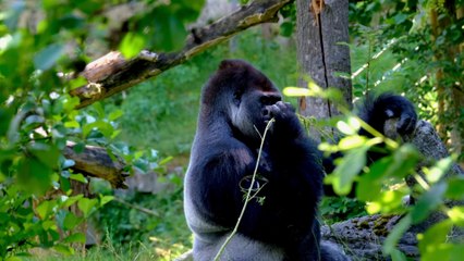 Jungle Background Video | Copyright Free Nature Video | Jungle Music No Copyright | Romance Post BD