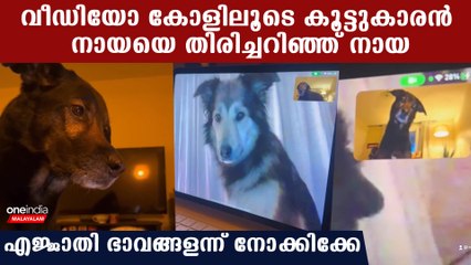 എന്റെ ദൈവമേ നായയകള്‍ വീഡിയോ കോള്‍ ചെയ്യുന്നു, പരസ്പരം കാണിക്കുന്നത് കണ്ടോ