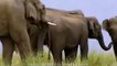 Elephants - Largest of all land animals