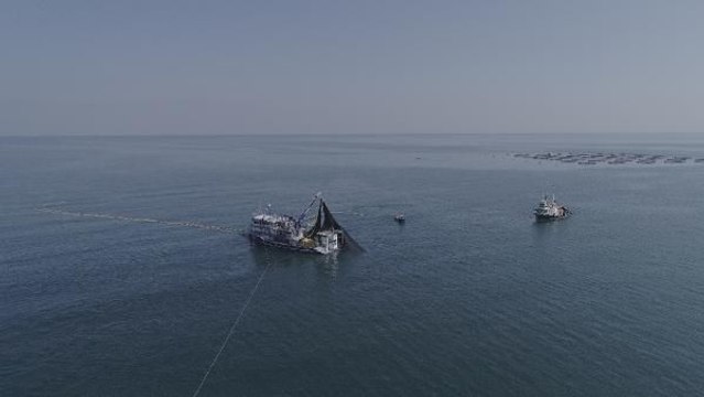 PROF. DR. AYDIN HAMSİ, TÜRK SOMONUNUN YEMİ OLDU