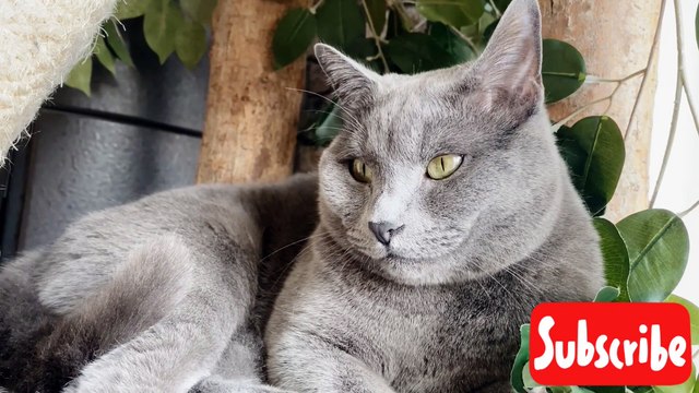 Cute Kittens Meowing Compilation | Cats Funny Videos | Funny Dogs