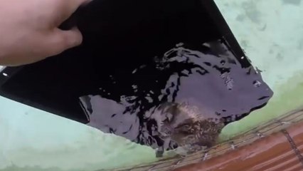 This endearing hedgehog rescue story will spike your heart with delight