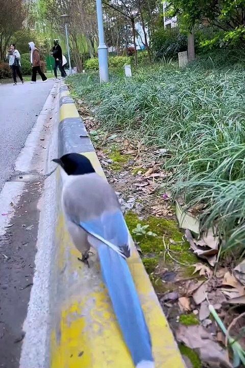 Beautiful Birds