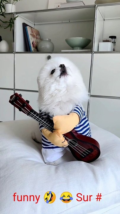 Dog singer