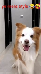 Dog making dancing video 