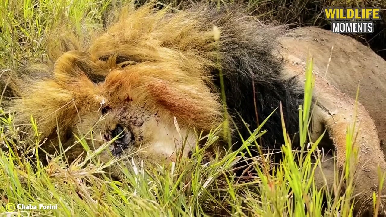 Last Battle Of Lion King   Craziest Moments Lion Fight To De ath You've Never Seen Before