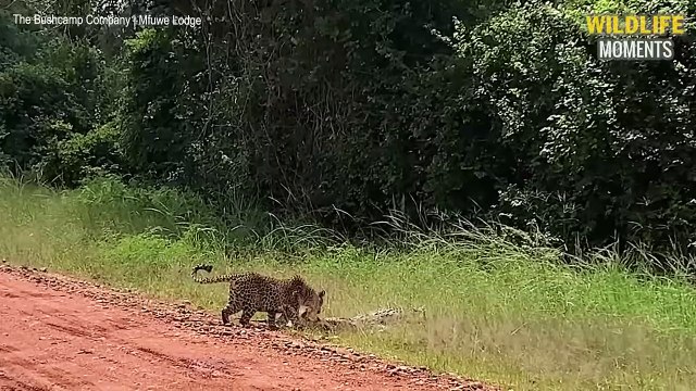 Leopard Eats Crocodile & 45 Incredible Moments Leopard Vs Crocodile