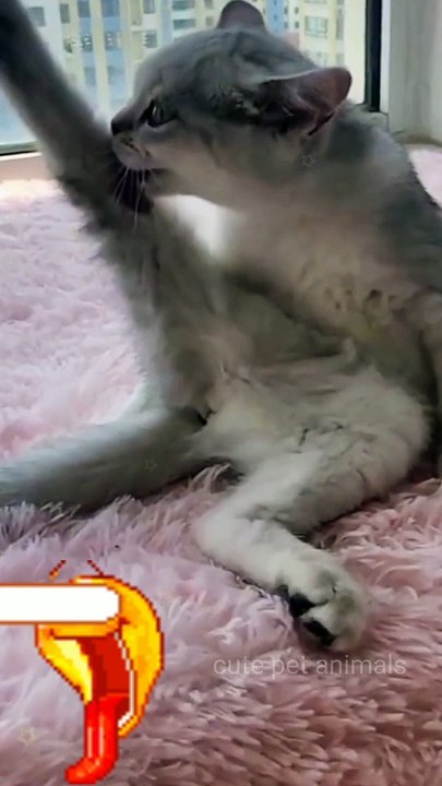 Noughty cat 