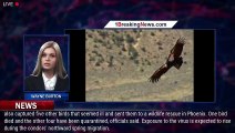 Avian flu has killed 3 California condors in northern Arizona - 1BREAKINGNEWS.COM