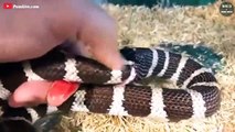 Moment When King Snake Eat Other Snakes - Wild Animal World