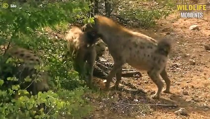 OMG! 45 Painful Moments When Hyena & Animals Get Injured