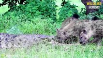 OMG! Hyenas Bully Crocodiles   Brutal Battles Crocodile VS Lion, Leopard, Hyena