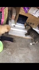 World best animals video | cute baby cat and baby dog funny video