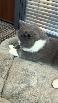 Cat Funny Moments | Cat Funny Videos | Cute Pets |Funny Animals #animals #pets #cats #cat #catvideos