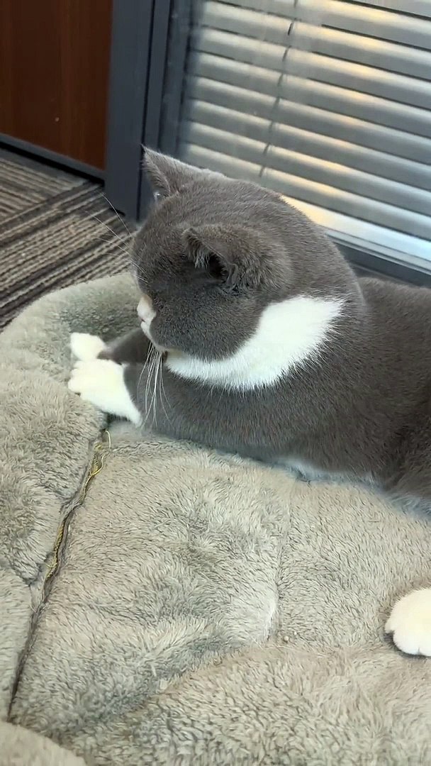 Cat Funny Moments | Cat Funny Videos | Cute Pets |Funny Animals #animals #pets #cats #cat #catvideos