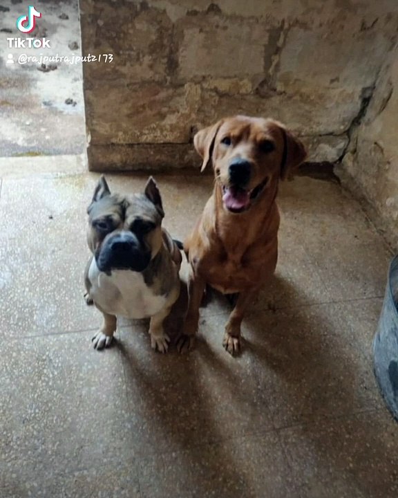 World's Best Dog Breeds, Guard Dogs Shepherd Dogs Hunting Dogs ||