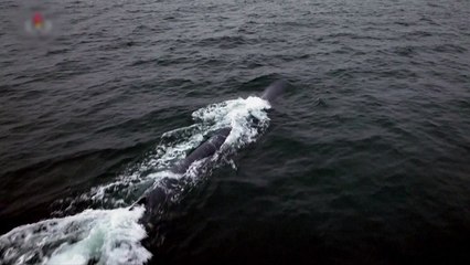 38노스 "북한 핵어뢰 '해일'...위력 한계 있을 듯" / YTN