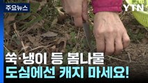 봄철 입맛 돋우는 쑥·냉이...도심에선 캐 먹지 마세요 / YTN